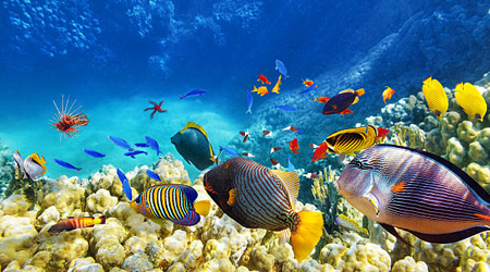 Indian Ocean Islands